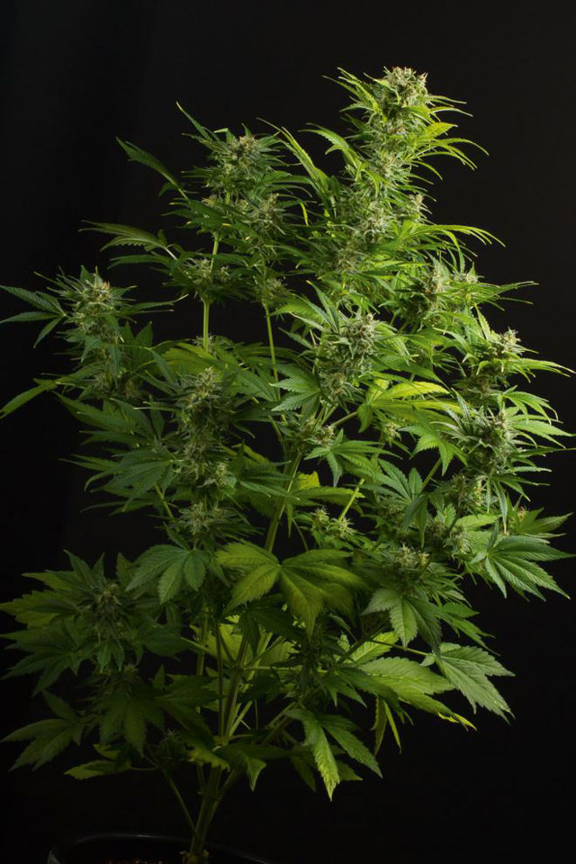 Die besten Autoflowering-Cannabis-Sorten des Jahres 2018